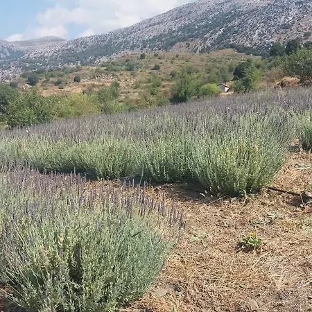 Гостевой дом Lasinthos Eco Park Agios Georgios (Lasithi)